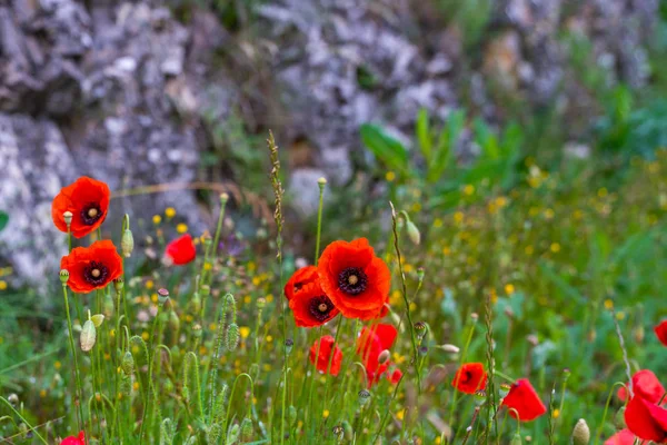 Vallmo Blommor Blommar Vilda Fält Natur Bakgrund Vackra Fält Röda — Stockfoto