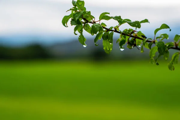 Uma Gota Orvalho Matinal Pequenos Galhos Árvores Verdes Bela Temporada — Fotografia de Stock