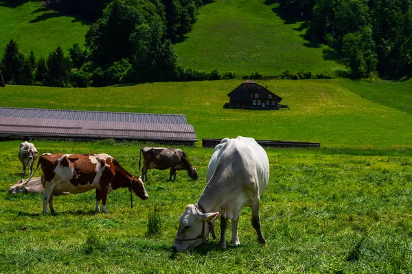 风景如画的村庄 有草地 有传统的木屋 有瑞士阿尔卑斯山宽阔的屋顶 大型角动物的牧场 瑞士阿尔卑斯山的草地与阿尔卑斯奶牛 — 图库照片