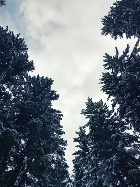 Dia Gelado Inverno Com Neve Nas Árvores Natureza Paisagem Tranquilo — Fotografia de Stock