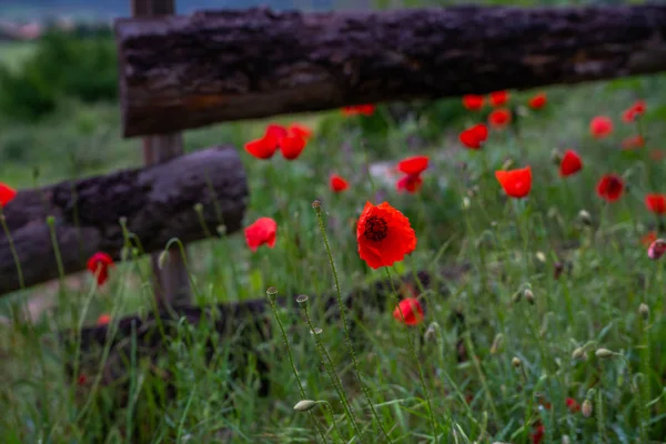 Franska Landsbygden Landskap Med Röda Vallmo Blommor Och Landsbygdens Trä — Stockfoto