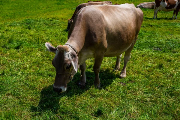 Las Vacas Pastan Colinas Alpinas Rayos Sol Pintoresca Hermosa Escena — Foto de Stock