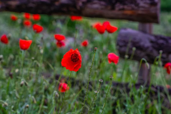 Vallmo Blommor Blommar Vilda Fält Natur Bakgrund Vackra Fält Röda — Stockfoto