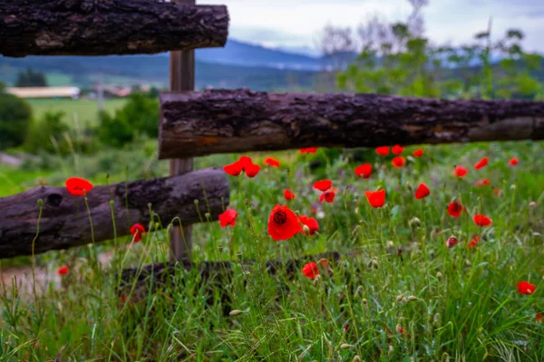 Flores Amapola Florecen Campo Salvaje Fondo Naturaleza Hermosas Amapolas Rojas — Foto de Stock