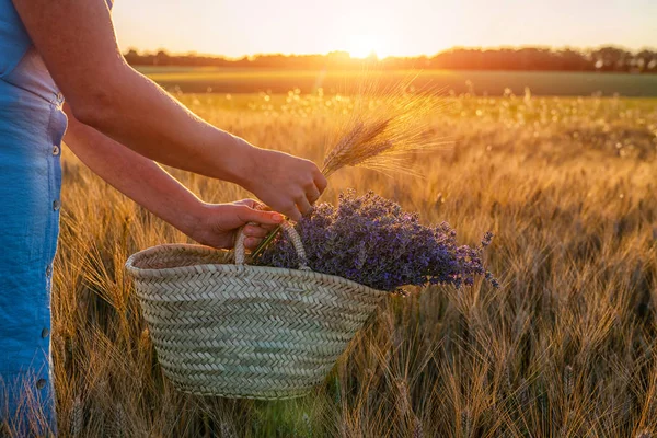 Güneş ışığı yla aydınlatılan genç bir kadının elinde sepet içinde lavanta çiçek buketi üzerinde seçici odak. Gün batımında altın alan, Provence kırsal kırsal, Fransa. Kopyalama alanı ile tonlu görüntü.