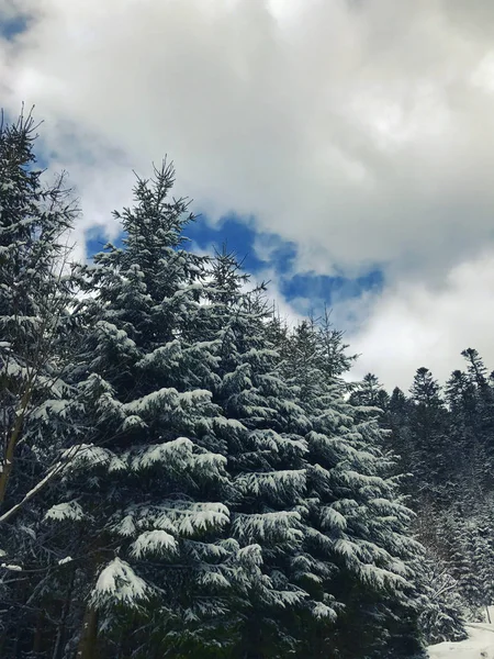 Winterwald Schöne Tannen Auf Wolken Hintergrund Und Blauem Himmel Landschaft — Stockfoto