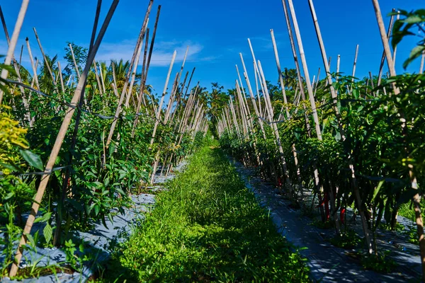 Vegetales Plantas Agrícolas Pimienta Con Valla Bambú Campo Vida Rural — Foto de Stock