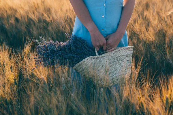 Walking of woman in the field of wheat with lavender flower bouquet in in basket. Romantic woman in fields, having vacations in Provence, France. Girl admires the sunset in fields.