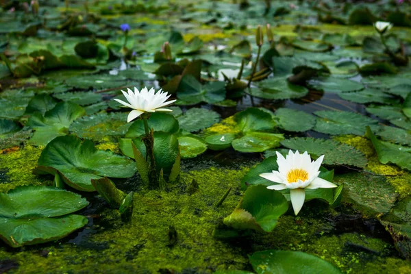Красивая Белая Водяная Лилия Цветок Лотоса Зеленым Листом Пруду Природа — стоковое фото