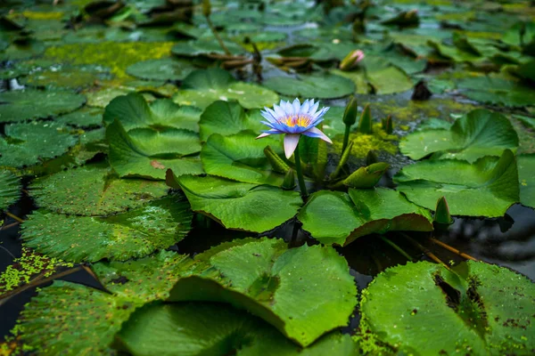 Όμορφο Κρίνο Λουλούδι Λωτού Πράσινο Φύλλο Στη Λιμνούλα Φυσικό Φόντο — Φωτογραφία Αρχείου