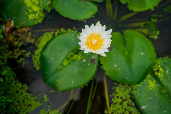 Piękna Biała Lilia Wodna Lub Kwiat Lotosu Zielonym Liściem Stawie — Zdjęcie stockowe