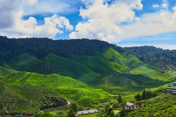 Vista Sobre Plantación Las Tierras Altas Cameron Malasia Con Cielo —  Fotos de Stock