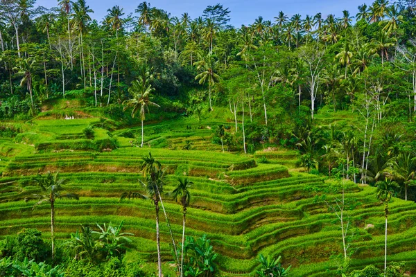 Beautiful Landscape Rice Terraces Coconut Palms Tegallalang Village Ubud Bali — Stock Photo, Image