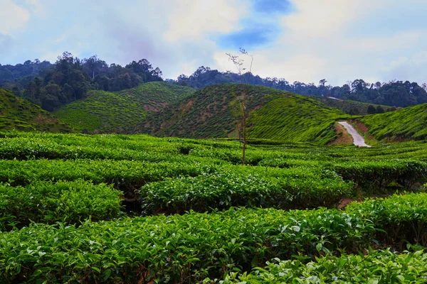 Vista Sobre Plantação Chá Cameron Highlands Malásia Com Céu Azul — Fotografia de Stock