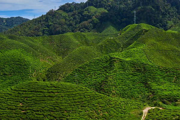 Amazing landscape view of tea plantation. Nature background. Cameron Highland Tea Plantation, Malaysia.