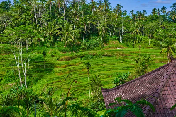 인도네시아 중심부에 테갈랑 — 스톡 사진