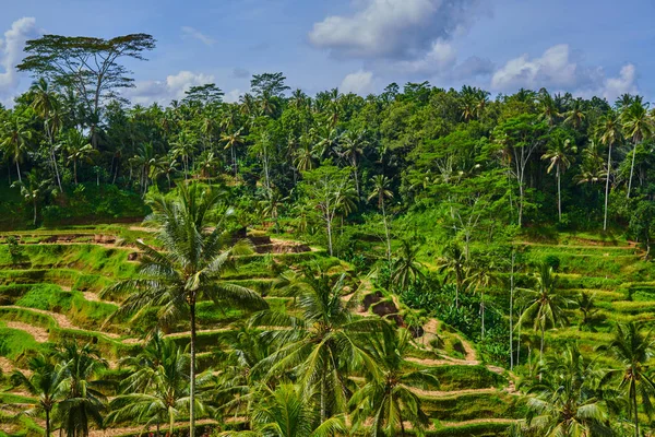 라이스 테라스 Tegallalang 인도네시아 코코넛 야자수와 — 스톡 사진