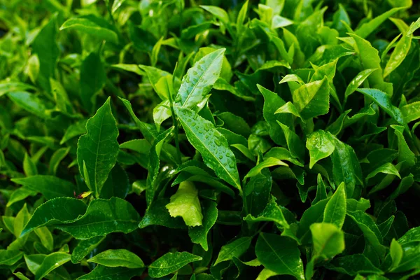 Krásné Čerstvé Zelené Čajové Pozadí Selektivní Focustea Listí Kapkami Ranní — Stock fotografie
