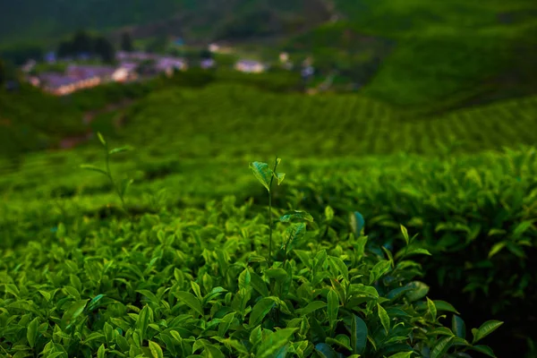 Amazing landscape view of tea plantation. Nature background. Cameron Highland Tea Plantation, Malaysia.