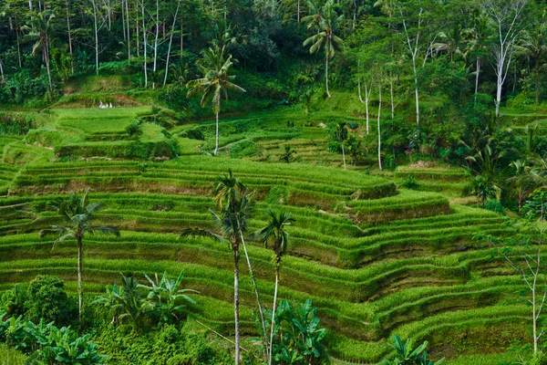 Krásné Rýžové Terasy Ranním Světle Poblíž Tegallalang Vesnice Ubud Bali — Stock fotografie