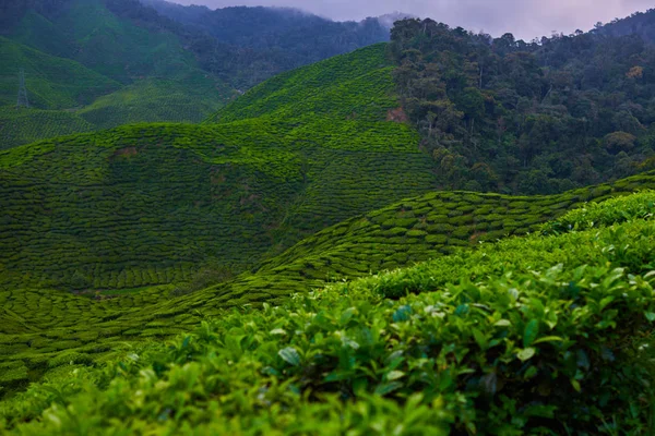 Удивительный Вид Чайную Плантацию Природа Камерон Хайленд Чайная Плантация — стоковое фото