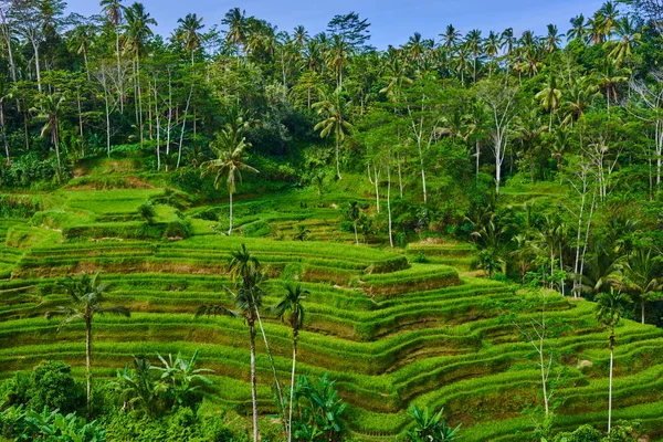 인도네시아에서 논보기좋은 라이스 테라스가있는 자연의 그림자 — 스톡 사진