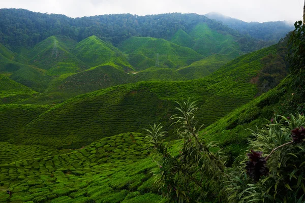 Amazing landscape view of tea plantation. Nature background. Cameron Highland Tea Plantation, Malaysia.