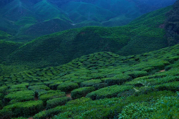 Amazing landscape view of tea plantation. Nature background. Cameron Highland Tea Plantation, Malaysia.