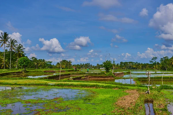 Balinéz Rizs Gazdálkodók Rizs Terasz Területén Ubud Bali — Stock Fotó