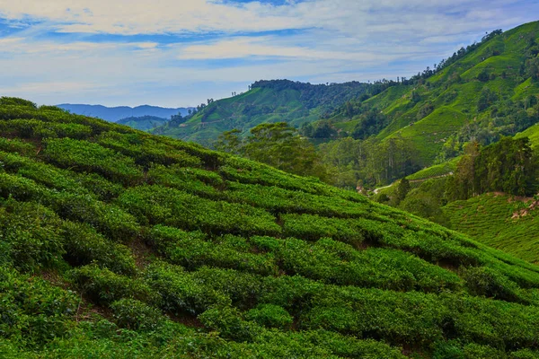 Paisaje Plantación Las Montañas Cameron Highlands Con Niebla Amanecer Cerca —  Fotos de Stock