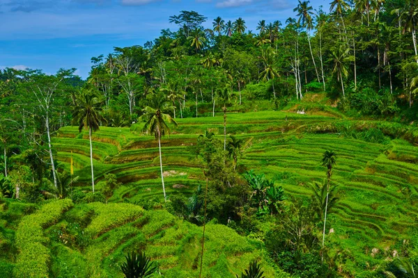 인도네시아에서 논보기좋은 라이스 테라스가있는 자연의 그림자 — 스톡 사진