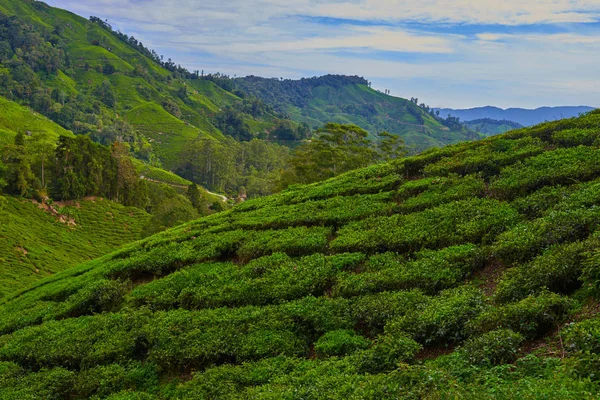 Paisaje Plantación Las Montañas Cameron Highlands Con Niebla Amanecer Cerca —  Fotos de Stock