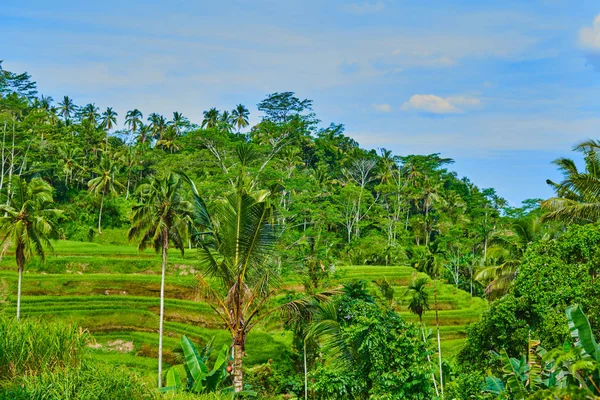 Tegallalang Rizs Teraszok Ubud Bali Indonézia Nyári Utazás Indonéziában — Stock Fotó