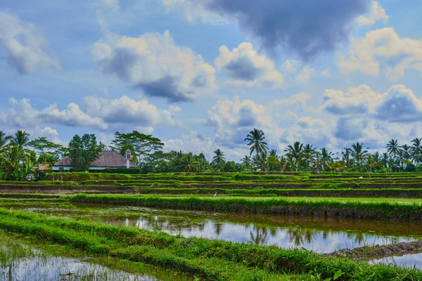 巴厘岛村庄的房屋和稻田 — 图库照片