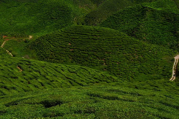 Чайная Плантация Кэмероне Малайзия — стоковое фото