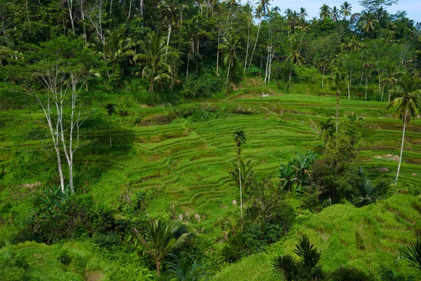 Zöld Teraszos Rizsföldek Bali Indonézia — Stock Fotó