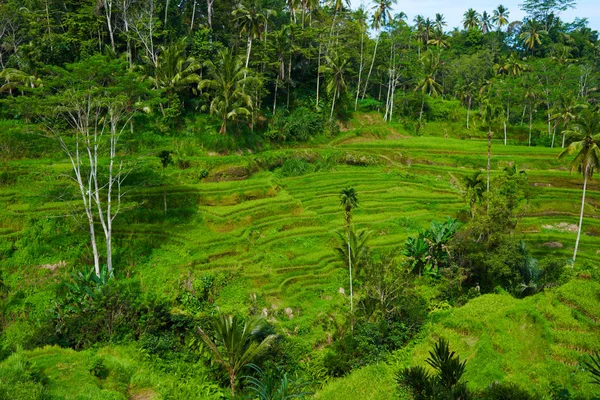 Tegallalang Rice Terasy Ubud Bali Indonésie Letní Cestování Indonésii — Stock fotografie