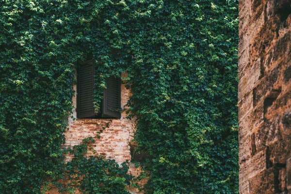 Oude Stenen Muur Met Klimop Als Achtergrond Groene Muur Gebouw — Stockfoto