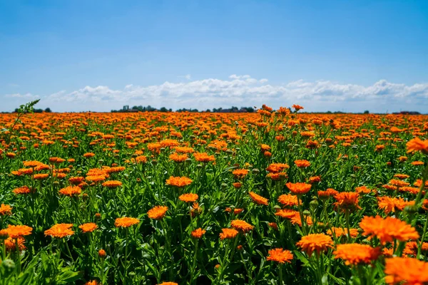 Blurred Summer Background Growing Flowers Calendula Marigold Sunny Day Blue — Stock Photo, Image