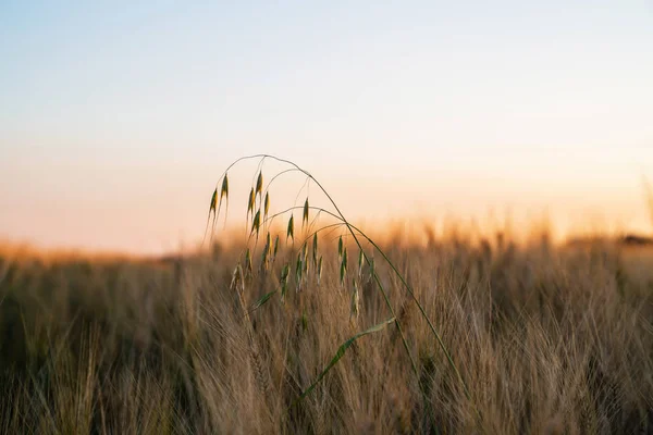 Goldweizenfeld Bei Sonnenuntergang Ländliche Landschaft Schöner Morgensonnenaufgang Über Dem Feld — Stockfoto