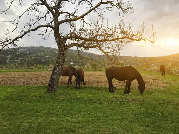 Black Horses Long Mane Grass Field Cloudy Sky Group Three — Stock Photo, Image