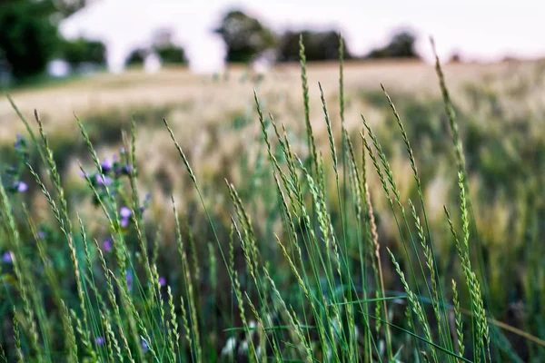 Αγροτική Σκηνή Πράσινο Καλοκαιρινό Χωράφι Σιταριού Διαφορετική Εστίαση Κοντά Στο — Φωτογραφία Αρχείου