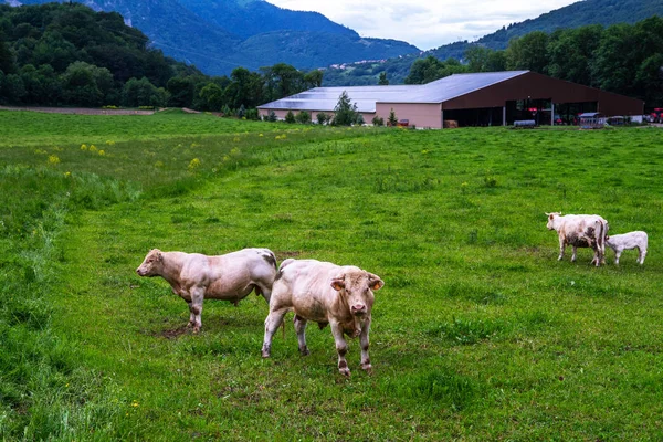 Toro Musculoso Fuerte Pastando Pasto Rebaño Vacas Fondo Vaca Azul — Foto de Stock