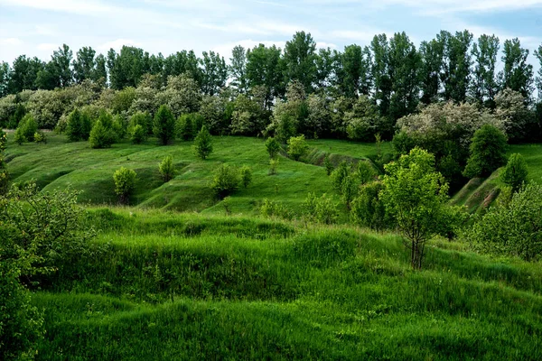 Шипы Весенней Траве — стоковое фото