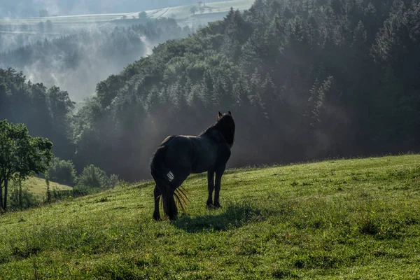 Cheval Noir Avec Crinière Longue Dans Champ Herbe Vue Panoramique — Photo