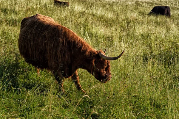 Vacas Montañosas Campo Herboso Día Soleado Los Alpes Suizos Ecosistema — Foto de Stock