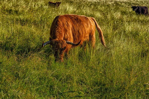 Highland Cows Grassy Field Sunny Day Swiss Alps Sustainable Ecosystem — Stock Photo, Image