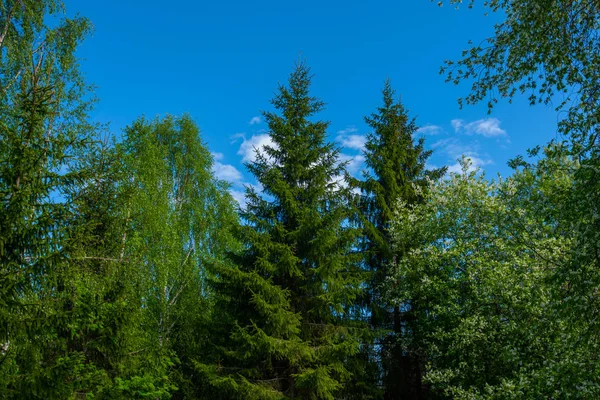 Δάσος Τοπίο Ηλιόλουστη Μέρα Πράσινο Καλοκαιρινό Δάσος Και Λαμπερό Γαλάζιο — Φωτογραφία Αρχείου