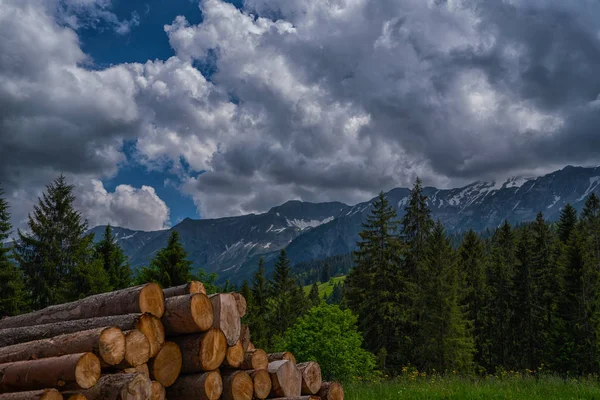 Ξύλινα Κούτσουρα Πευκοδάσους Στο Δάσος Στοιβαγμένα Ένα Σωρό Στις Ελβετικές — Φωτογραφία Αρχείου