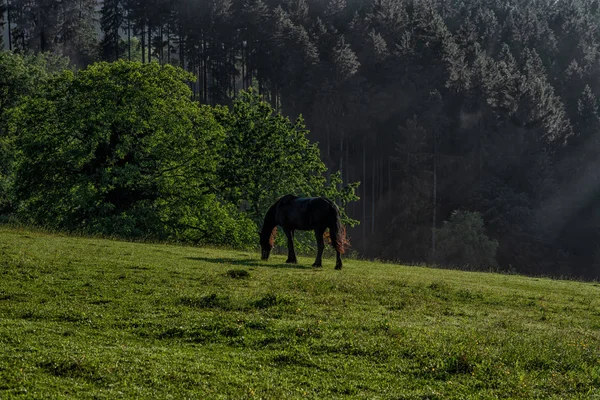 Black Horse Long Mane Grass Field Scenic View Picturesque Mountain — Stock Photo, Image